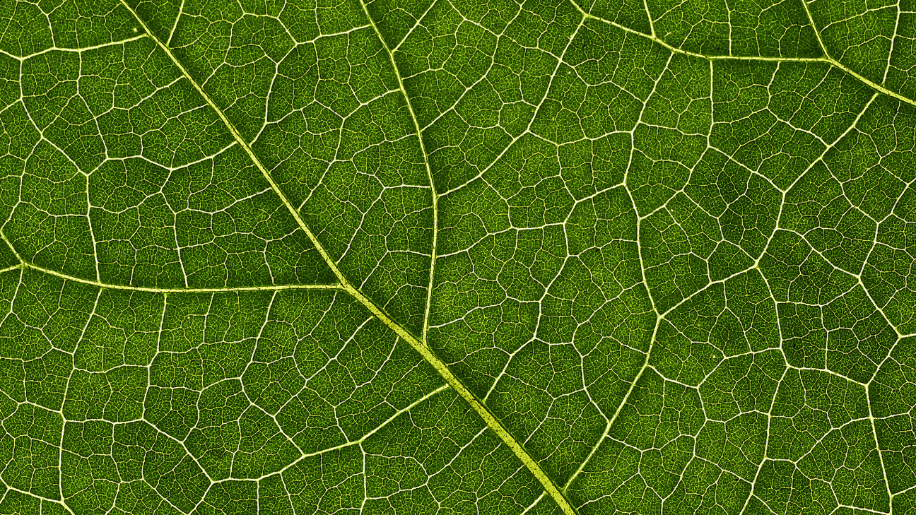 <h3>Exploring the Science Behind Black Seed</h3>