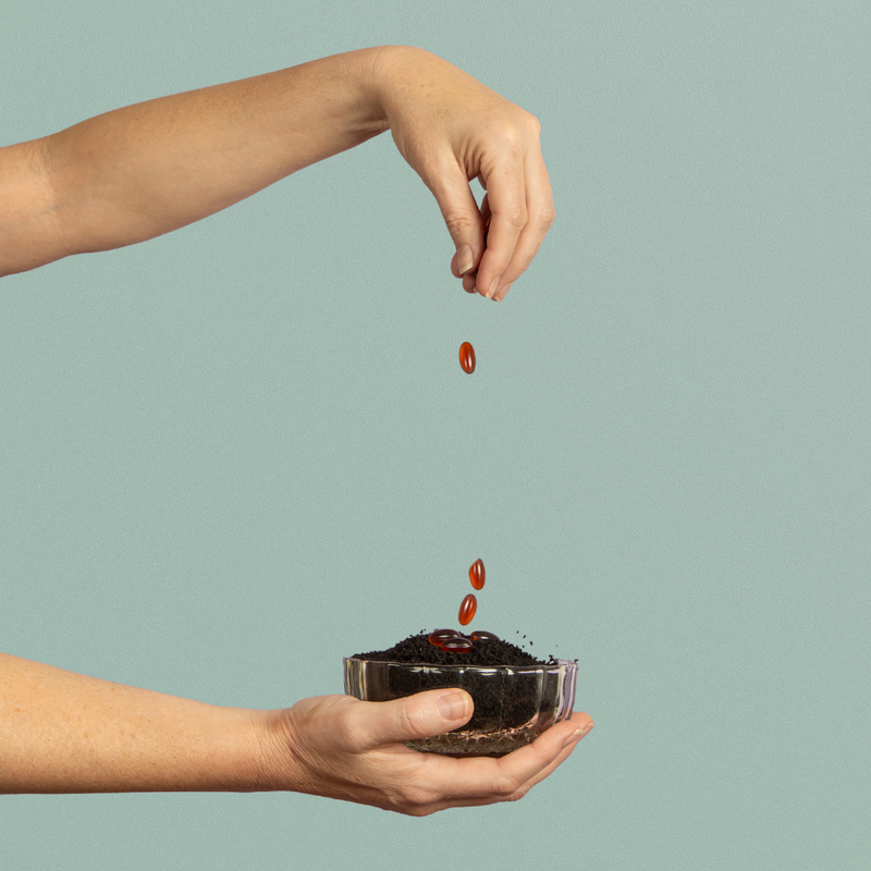 Black seeds, the single ingredient in Holistq capsules